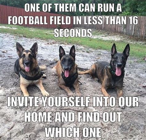 16 Best German Shepherd Memes Of All Time Page 6 Of 6 The Dogman