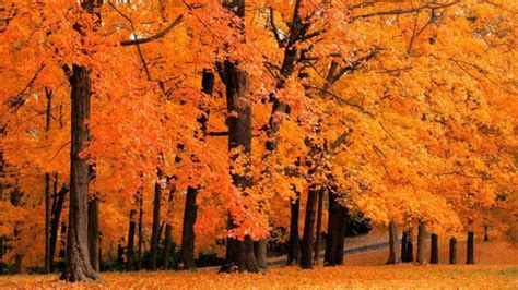 Landscapes Forest Leaves Autumn Fall Orange