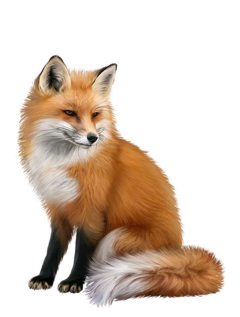 Are you searching for library icon png images or vector? Red fox Portable Network Graphics Animal Computer Icons ...