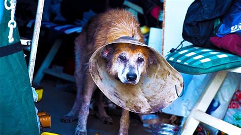 We Rescue An Old Dog That Spent Her Entire Life Locked Into A Filthy