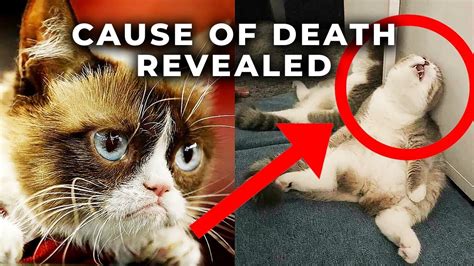 What Really Happened To Grumpy Cat Catsinfo