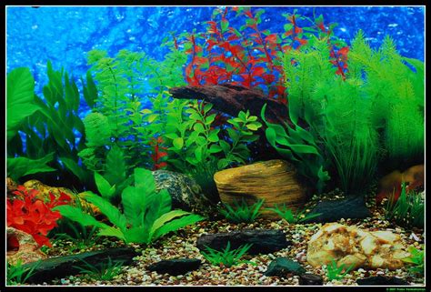 Fish Tank Backdrop A Photo On Flickriver
