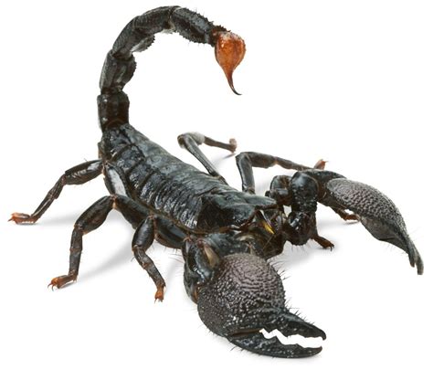 Scorpion Wallpapers High Quality Download Free