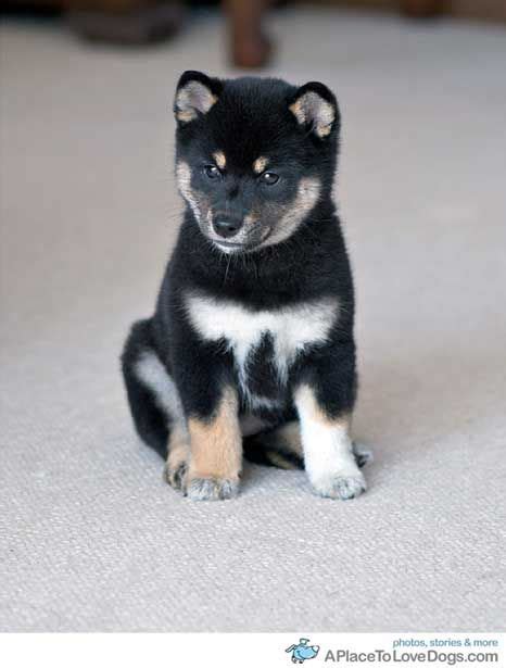 Dogecoin carries the logo of the shiba inu dog breed, while shib uses it directly. What is The Dog Breed Shiba Inu Puppies? | Shiba inu ...