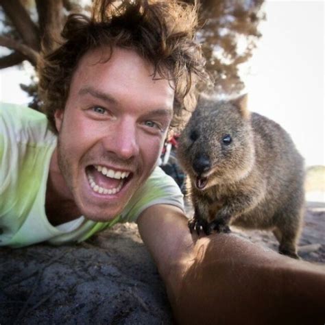 Quokkas have a happy, genial expression to their face. Quokka selfie, cutest trend in Australia right now - ego ...