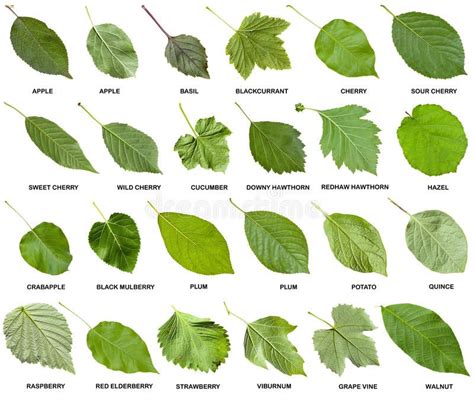 Clave Hojas Of Tipos De Arboles Y Sus Tree Leaf Identification