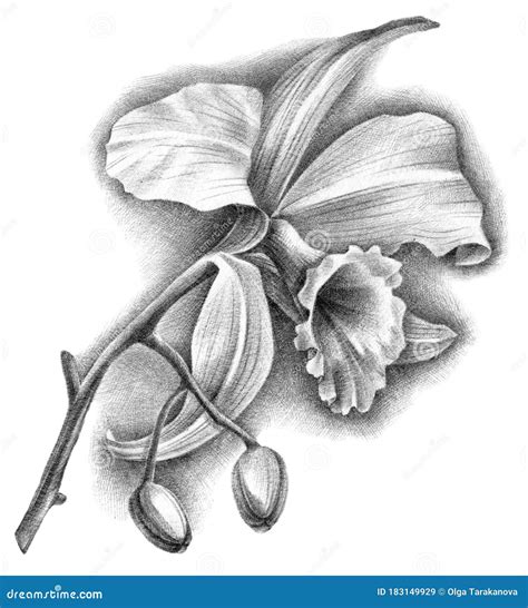 Illustration Of Cattleya Orchid Flower Stock Illustration