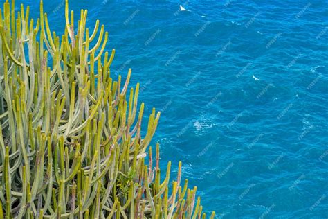 gran cactus con espinas que crecen en el acantilado sobre el océano mar con pequeñas olas en el