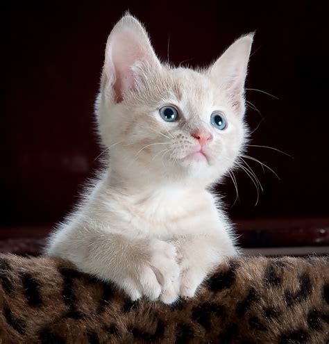 Cat Cute Kitten Free Photo On Pixabay Pixabay