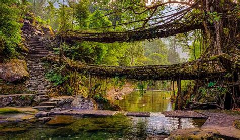 Living Root Bridges Meghalaya Meaning Significance Formation