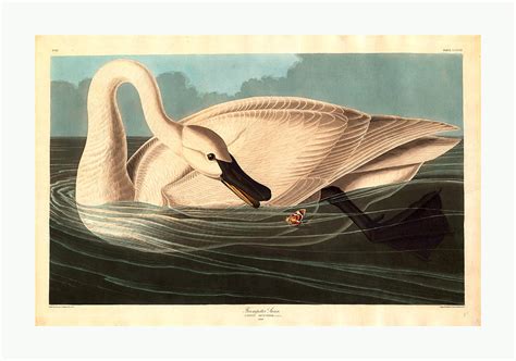 Robert Havell After John James Audubon Trumpeter Swan Drawing By