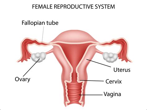 Female Parts Of Reproductive System Female Reproductive System Diagram The Female