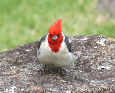 Red Crested Cardinal 4 23 2018 Kokee State Park Kauai C Flickr