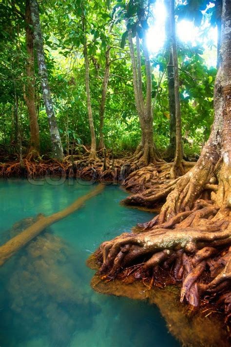 Roots Of Mangrove Trees In Rainforest Thailand Stock