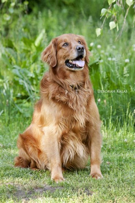 The golden retriever is a large sized, energetic breed, serving as efficient gun dogs used for retrieving waterfowl and game birds. Well hello there! Beautiful Golden Retriever. Pet ...