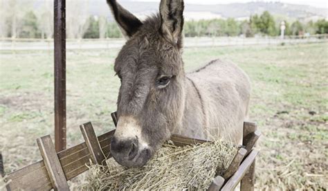 How Much Grass Hay To Feed Donkey Hubbard Shemas