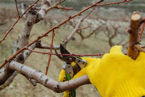How To Prune Fruit Trees In The Winter 4 Simple Steps To Success
