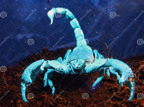 Scorpion Under Uv Stock Photo Image Of Scorpion Imperator 34994164