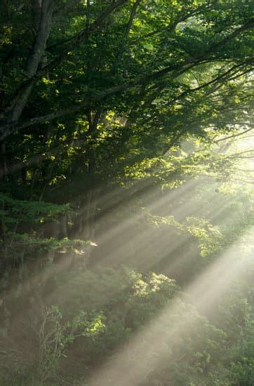 Sunlight Filtering Through Trees Photos By Canva