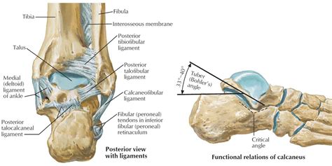 Calcaneus Bone Anatomy Function Calcaneus Pain And Calcaneus Fracture