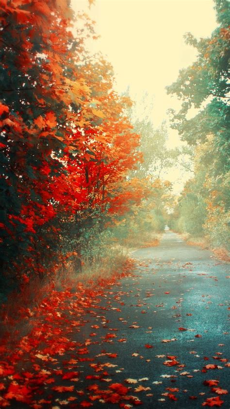 Free Download Red Flowers Autumn Road Iphone Wallpaper Autumn