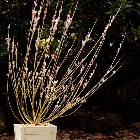 Salix Gracilistyla Mount Aso Japanese Pink Pussy Willow Litre Pot Shrubs Plant Theory