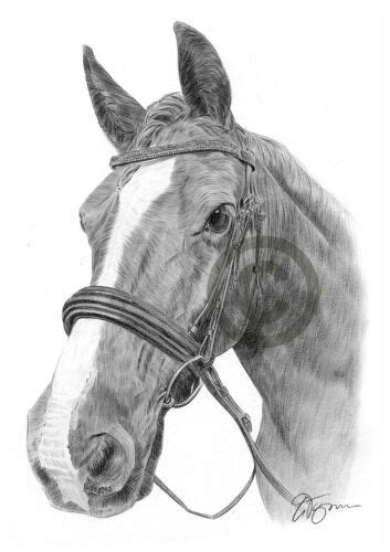Horse Pencil Drawing Artwork Print A3 A4 Sizes Signed By Artist G