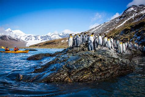 Epic Antarctic Circle South Georgia And Falklands Expeditions Online