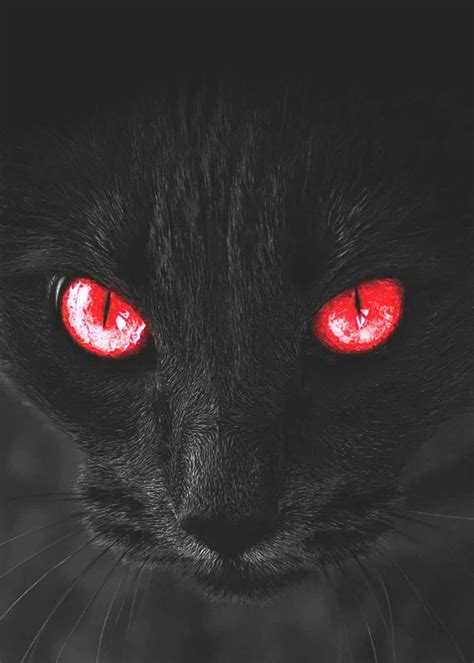 Real Black Cat With Red Eyes Ubicaciondepersonascdmxgobmx