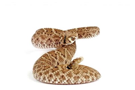 26 Cool Facts About Ball Pythons Embora Pets