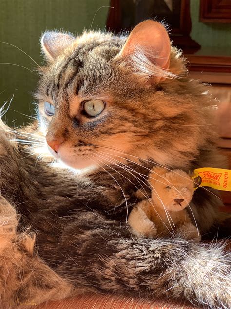Kitties in Quarantine. Uma, Emerson, Bisou and Freyja have… | by Erika Burkhalter | Catness | Medium