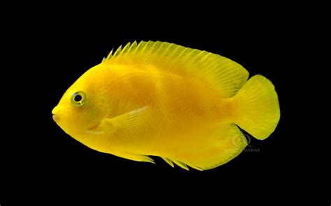 Yellow Angelfish Quality Marine