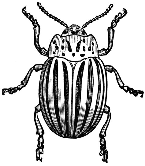 Potato Beetle Beetle Drawing Drawings Insect Art