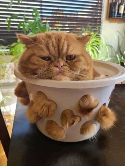 23 Wonderful Cat Pictures That Need To Be Seen We Love Cats And Kittens