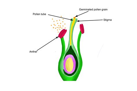 From The Pollen Grain A Tube Grows Down The Stigma