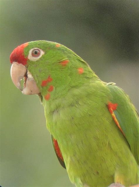 Green Costa Rican Birds – Costa Rica Living and Birding
