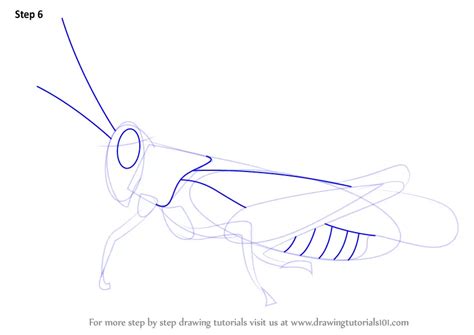 How To Draw A Cricket Insects Step By Step