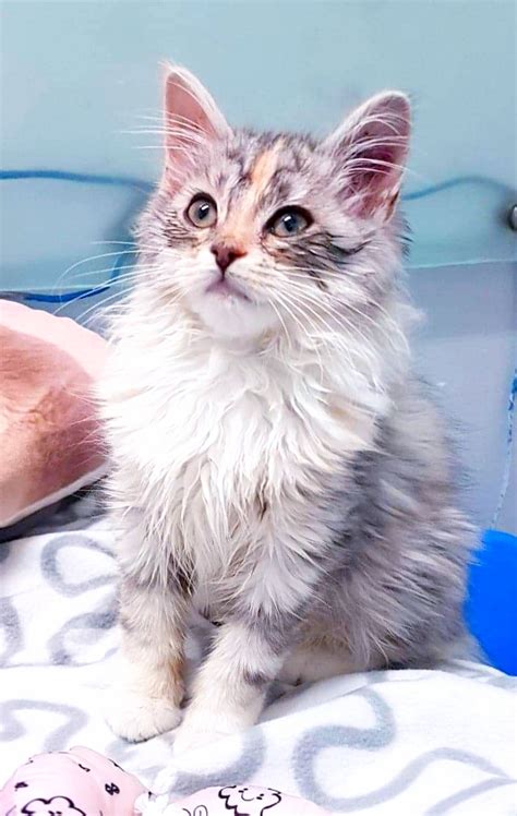 To help with increasing costs. Sahara - Female Norwegian Forest Cat Mix Cat in NSW ...