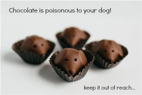 If you suspect your dog has. Chocolate poisoning in dogs