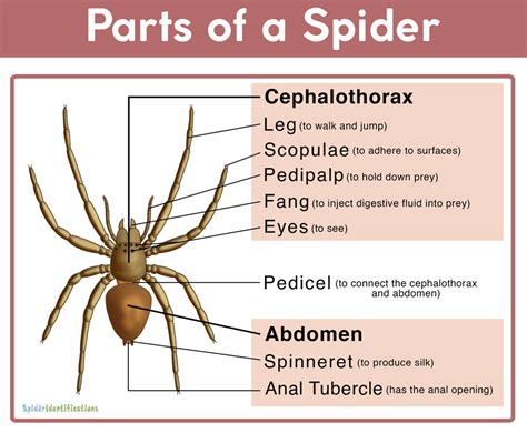 Parts Of A Spider And Its Labeled Diagram