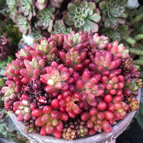 During different times of the year, seasons and different stress situations. Pin on Sedum