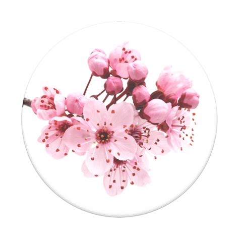 Popsockets Cherry Blossoms Pink Phone Grip Cherry Blossom White