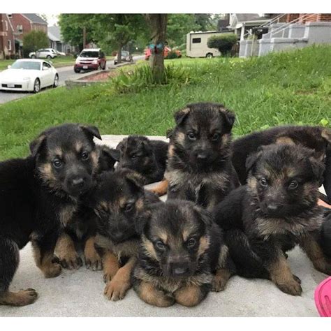 Midsouth puppies seeks to bring glory to god through the care of his creation and through honest business practices. German Shepherd Puppies for FREE in Jackson, Ohio ...