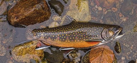 All About Brook Trout The Adirondack Almanack