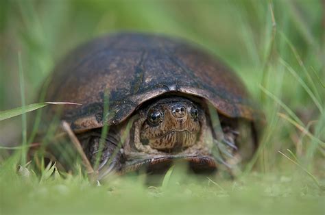 Mud Turtle In The Grass Sean Crane Photography