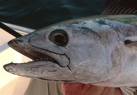 Atlantic Bonito Caught By Global Flyfisher