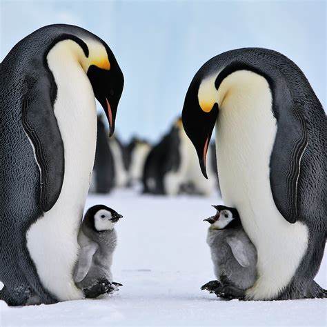 Swimming is what penguins do best. Emperor penguins vulnerable to sea ice changes this ...