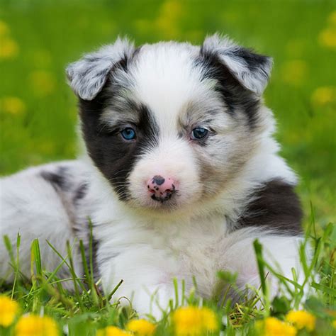 59 Border Collie Puppies For Sale Southern California Photo