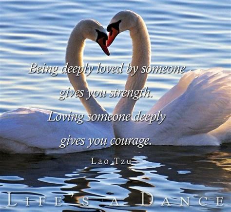 This Quote Can Be Applied To Swans And Humans As Well Swan Love Love