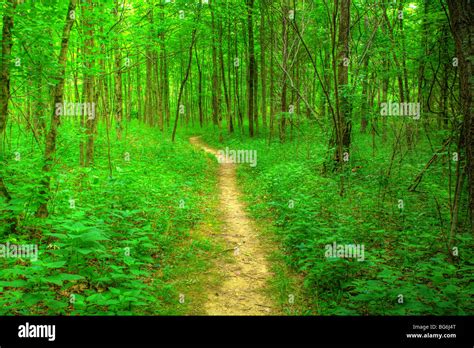 Footpath In The Forest Stock Photo Alamy
